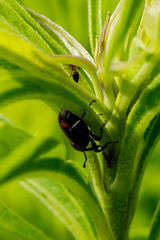 Rhodobaenus