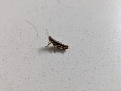 Pseudoxya diminuta