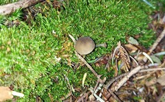 Hydropus rugosodiscus