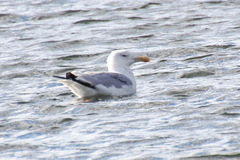 Larus argentatus mongolicus