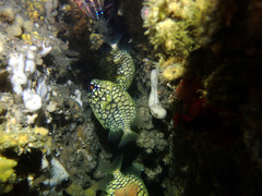 Cleidopus gloriamaris