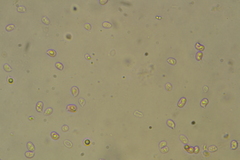 Hydropus rugosodiscus