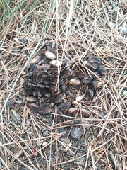 Pinus pinea