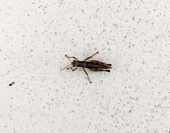 Pseudoxya diminuta