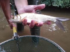 Vimba melanops