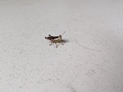 Pseudoxya diminuta