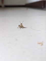 Pseudoxya diminuta