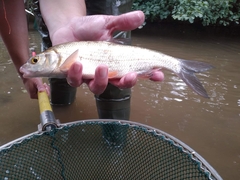 Vimba melanops