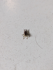 Pseudoxya diminuta