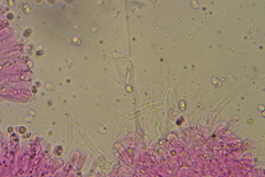 Hydropus rugosodiscus