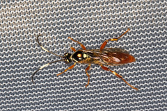 Cratichneumon