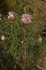 Isopogon divergens