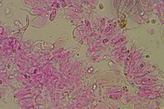 Hydropus rugosodiscus