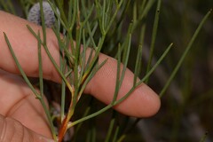 Isopogon divergens