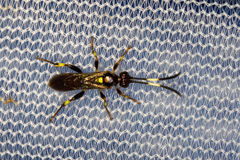 Cratichneumon