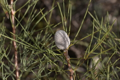 Isopogon divergens