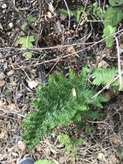 Dryopteris arguta
