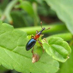 Cylas formicarius