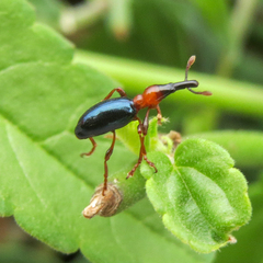 Cylas formicarius