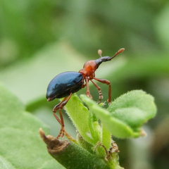 Cylas formicarius