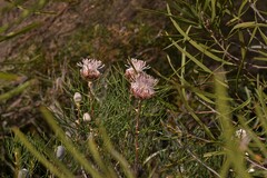 Isopogon divergens