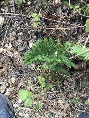 Dryopteris arguta