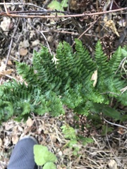Dryopteris arguta