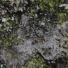 Lecidella elaeochroma