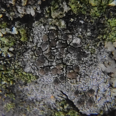 Lecidella elaeochroma