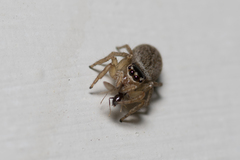 Maratus griseus