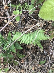 Dryopteris arguta