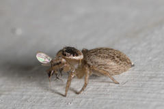 Maratus griseus