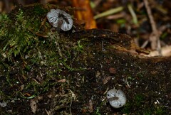 Hydropus rugosodiscus