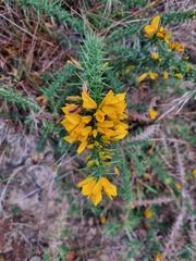 Ulex