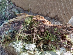 Hydropus rugosodiscus