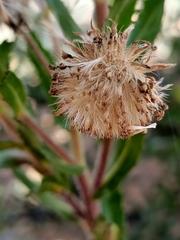 Olearia rudis