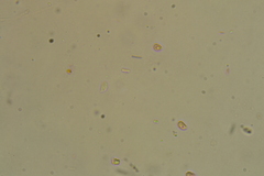 Hydropus rugosodiscus