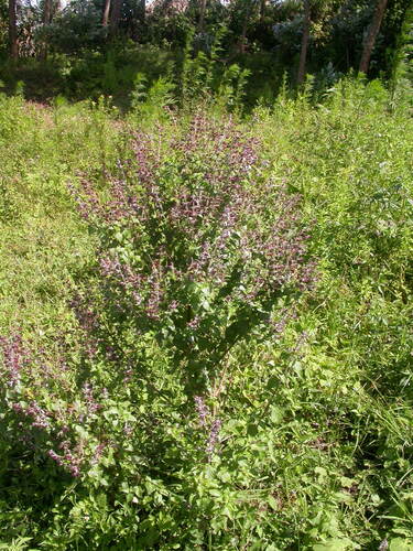 Ocimum image