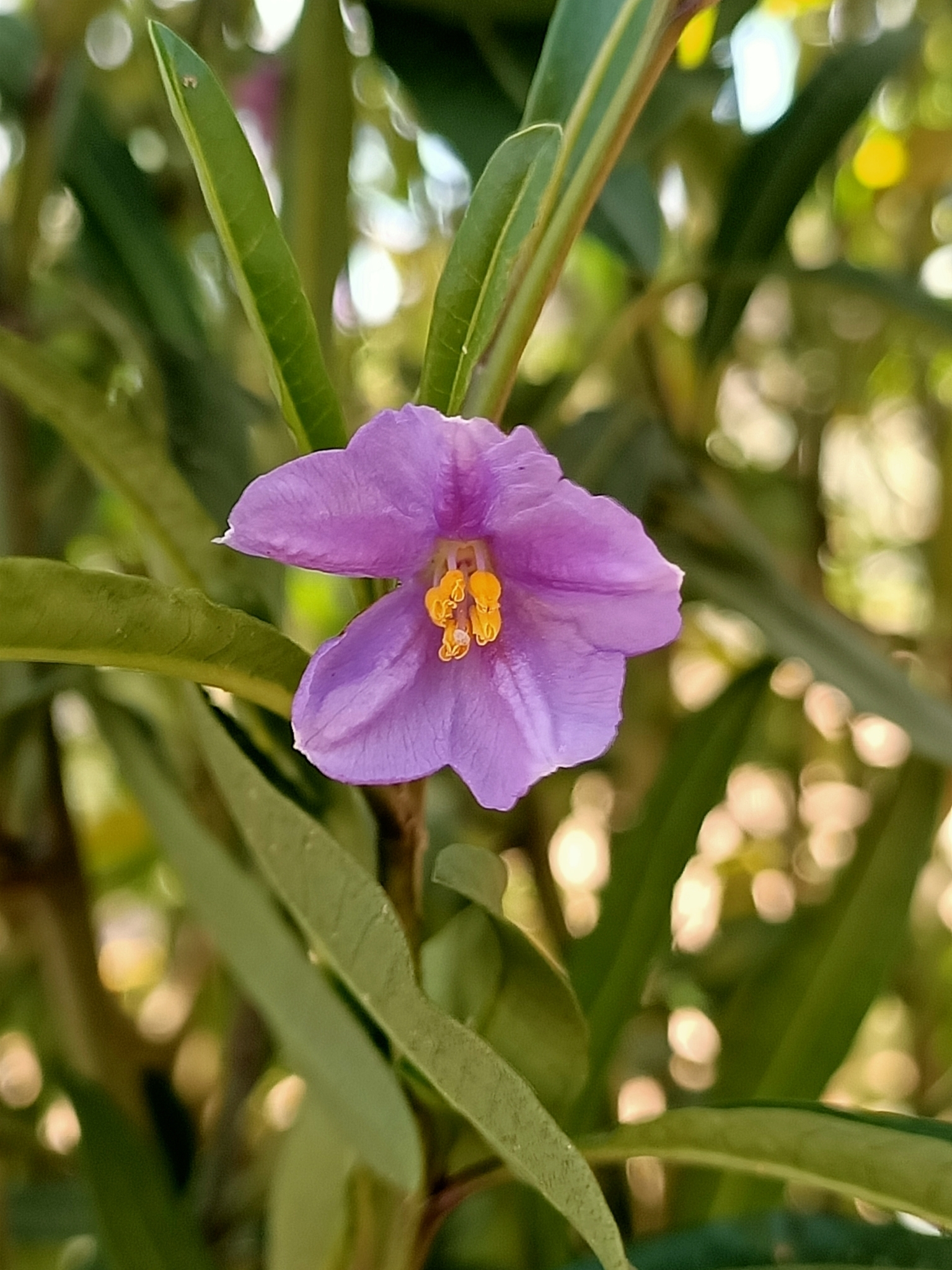 Solanum simile