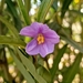 Solanum simile - Photo (c) jjudy,  זכויות יוצרים חלקיות (CC BY-NC), הועלה על ידי jjudy