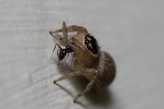 Maratus griseus