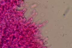 Hydropus rugosodiscus