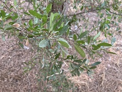Rhamnus oleoides