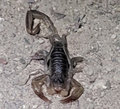 Paruroctonus silvestrii