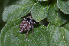 Maratus griseus