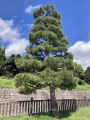Pinus densiflora