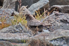 Leucosticte brandti