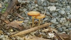 Clitocybe eccentrica