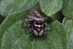 Maratus griseus