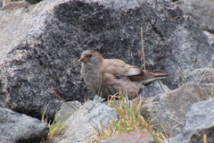 Leucosticte brandti